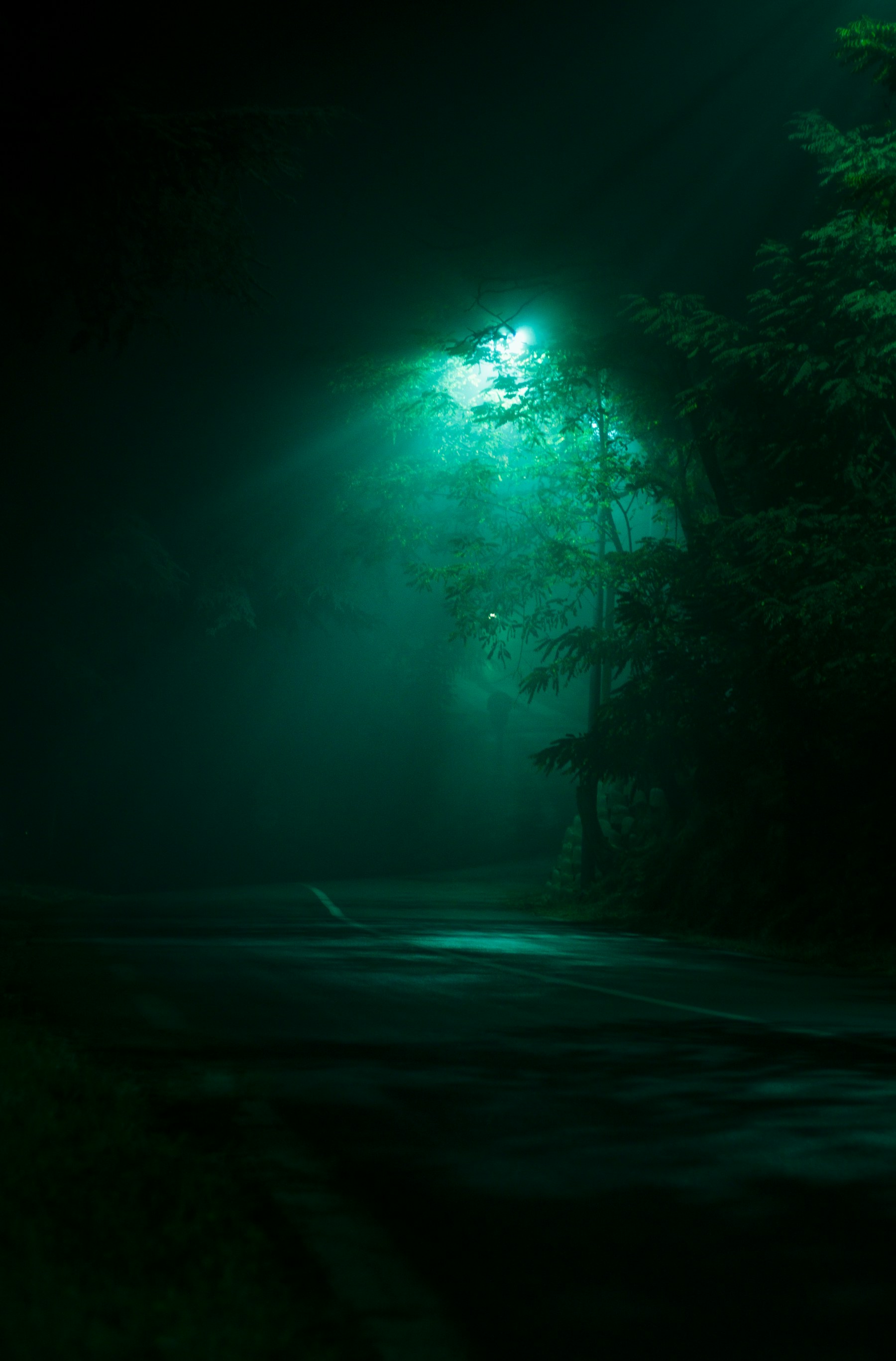Foggy forest road at night