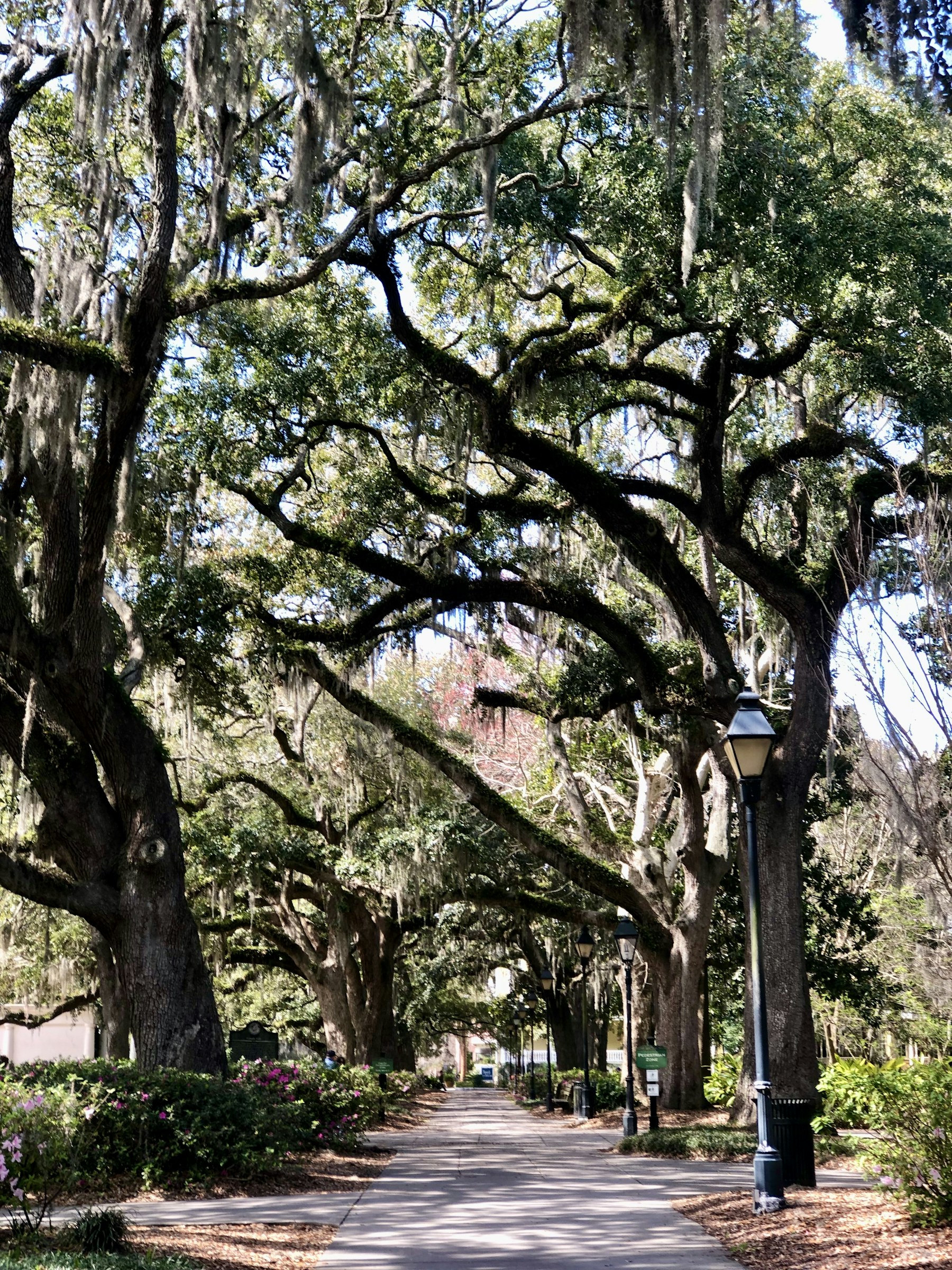 Street beneath Spanish moss in Savannah